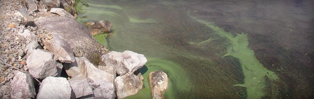 Les algues bleues ou cyanobactéries