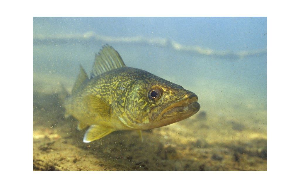 Les poissons du lac-des-Îles