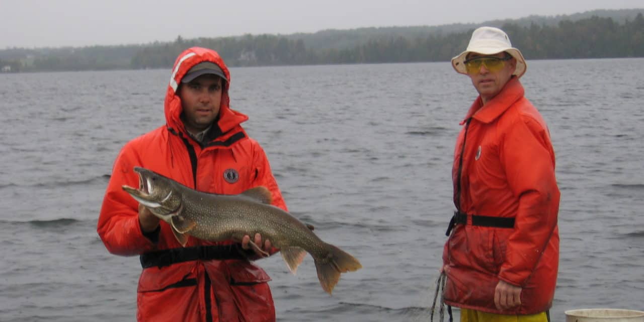 Les poissons : questionnements et études
