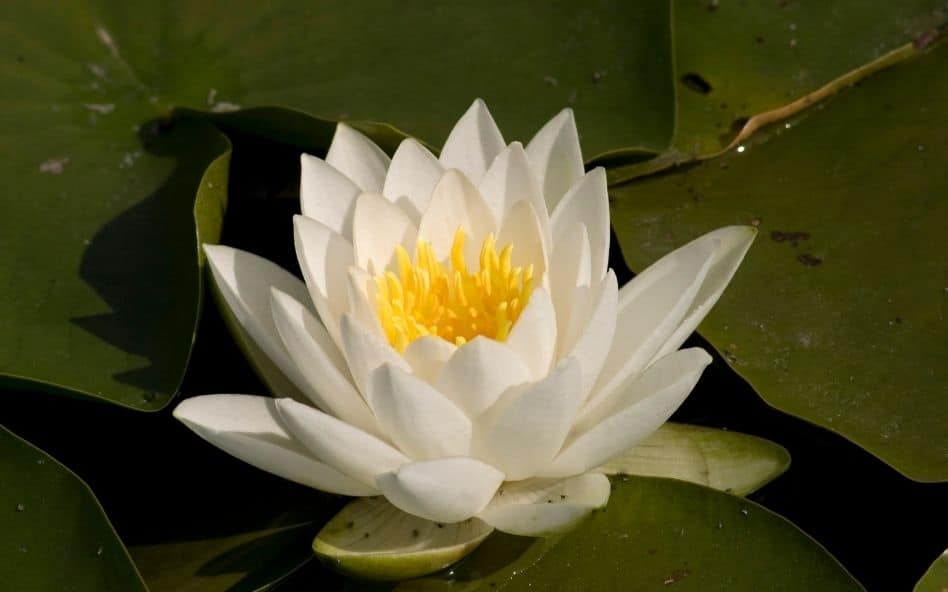 Caractérisation des plantes aquatiques au lac des Îles