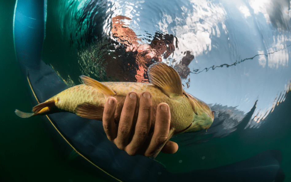 Résultats des pêches expérimentales