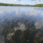 Cobali réalise une cartographie d&rsquo;herbiers de myriophylle à épis